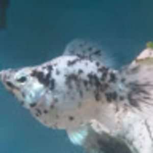 Meet your Posher, Troy